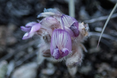 Astragalus austiniae