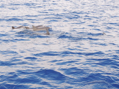 Stenella frontalis