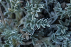 Astragalus austiniae