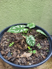 Caladium humboldtii