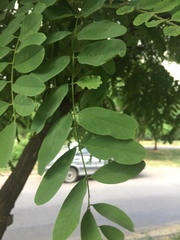 Robinia