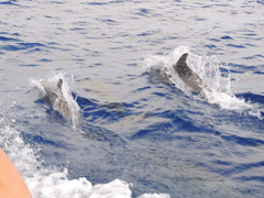Stenella frontalis