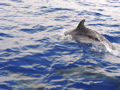 Stenella frontalis