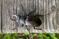 Lucanus cervus cervus