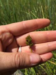 Carex bebbii