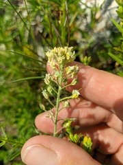 Alyssum trichostachyum