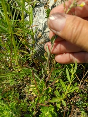 Alyssum trichostachyum