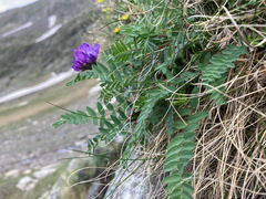 Oxytropis neglecta