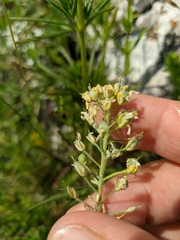 Alyssum trichostachyum