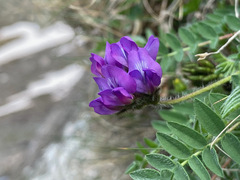 Oxytropis neglecta