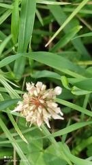 Trifolium repens