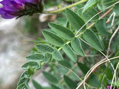 Oxytropis neglecta