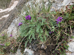 Oxytropis neglecta