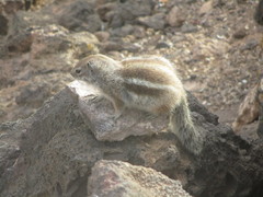 Atlantoxerus getulus