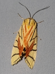 Camptoloma interiorata