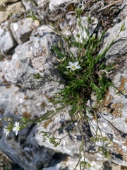 Minuartia adenotricha