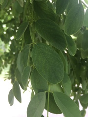 Robinia
