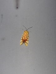 Camptoloma interiorata