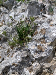 Minuartia adenotricha
