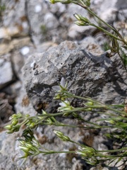 Minuartia adenotricha
