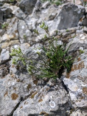 Minuartia adenotricha