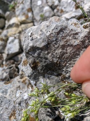 Minuartia adenotricha
