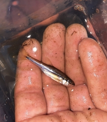 Notropis heterolepis