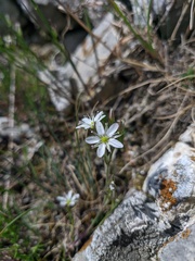 Minuartia adenotricha