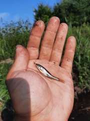 Notropis heterolepis