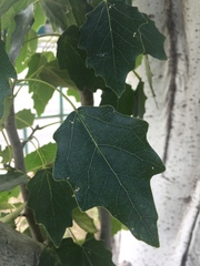 Populus