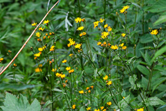 Crepis lyrata
