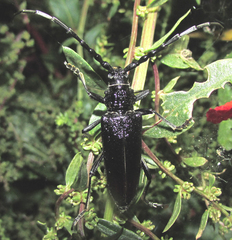 Cerambyx dux