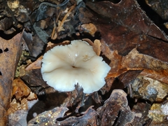 Lentinellus subaustralis