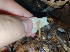 Lentinellus subaustralis