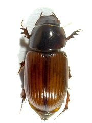 Bodilopsis rufa