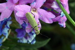 Epicauta maculata-group