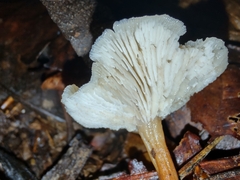 Lentinellus subaustralis