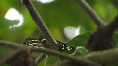 Phaedyma columella singa