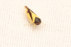 Oncopsis variabilis