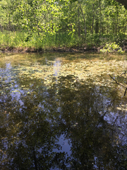 Potamogeton natans