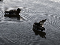 Anas platyrhynchos
