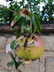 Leptoglossus zonatus