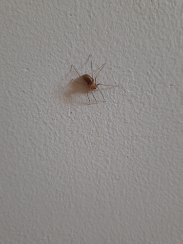 Cosmopolitan Spider Hunter