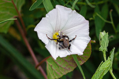 Bombus patagiatus