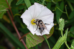 Bombus patagiatus