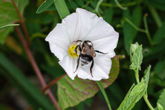 Bombus patagiatus