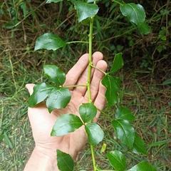 Eleutherococcus trifoliatus