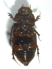 Bodilopsis rufa