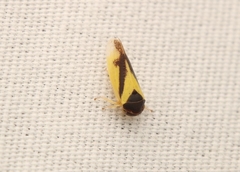 Oncopsis variabilis