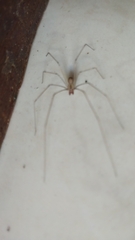 Pholcidae